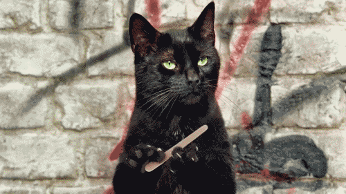 blackcat666
