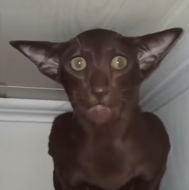 Natetoes
