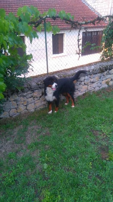 renodiabloo