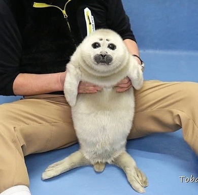 memefroggo