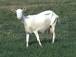 HeyIdiot
