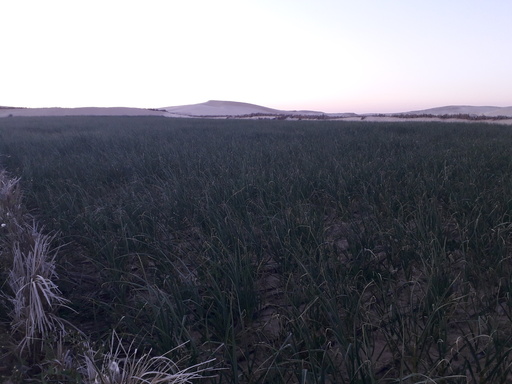 Mahergh