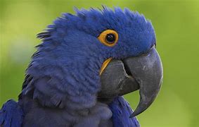 owengregson24