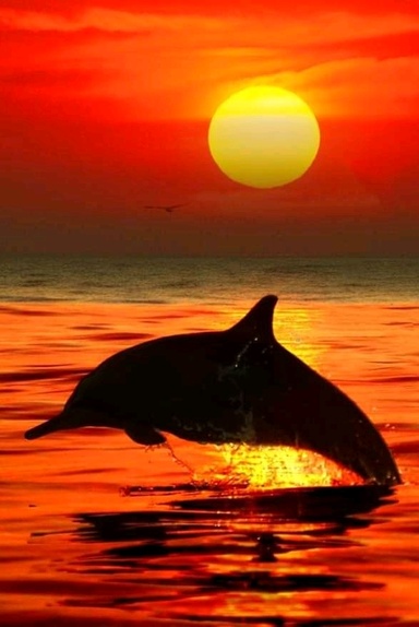johnny euro