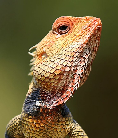lazylizard