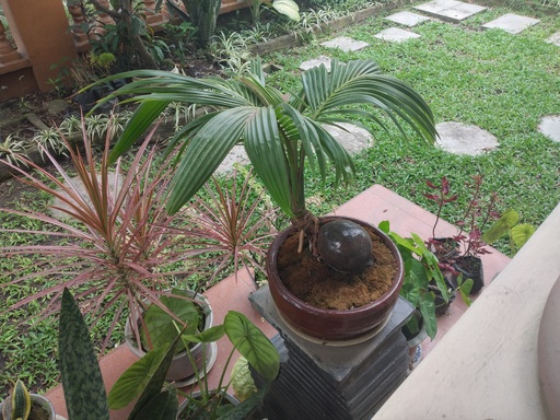 udingambut009