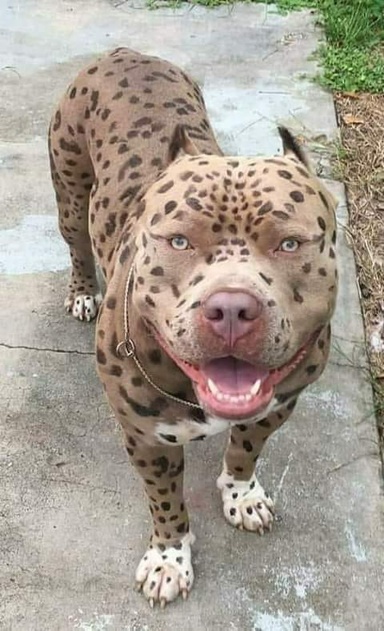 Nooooh1