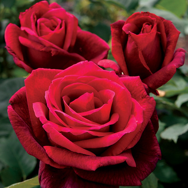 rogih56880