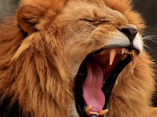 leo10