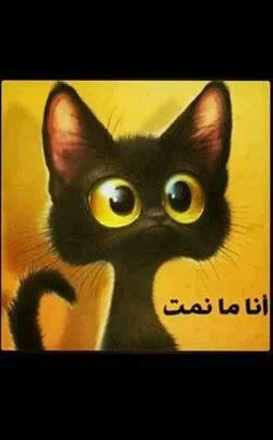 hisham17