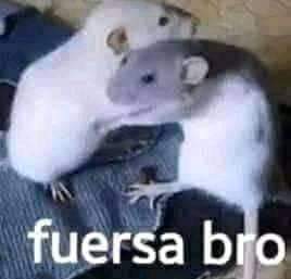Federicoguerrero23