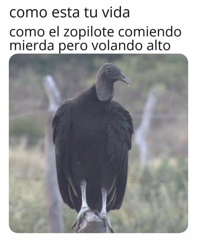 Manuel012