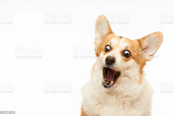 hakunamatata