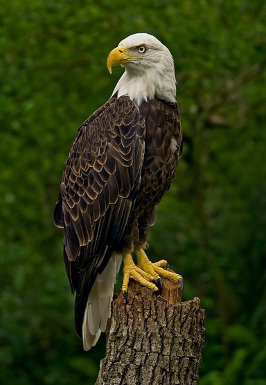 sahil