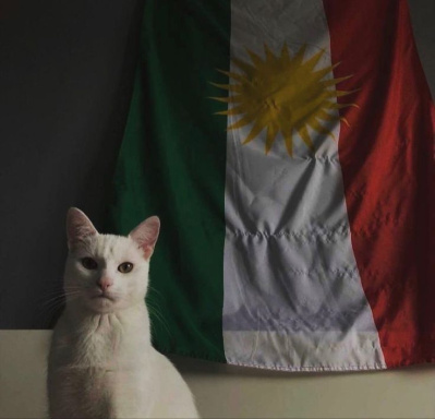 sami ali