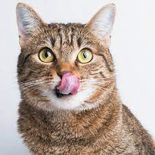 F3dorTheCat