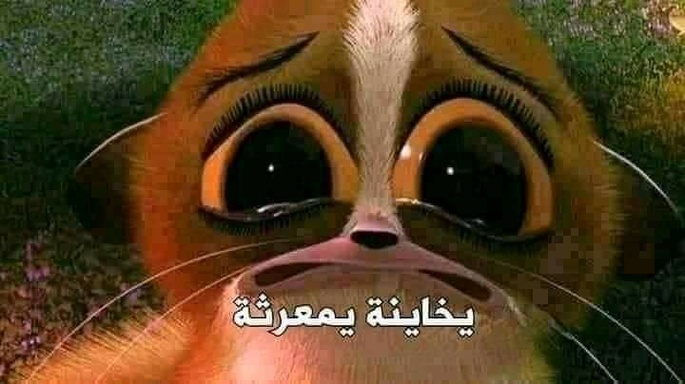 anaelaraby8