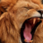 leo10