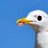 gull0x8