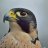 PFalcon