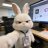 RABBIT